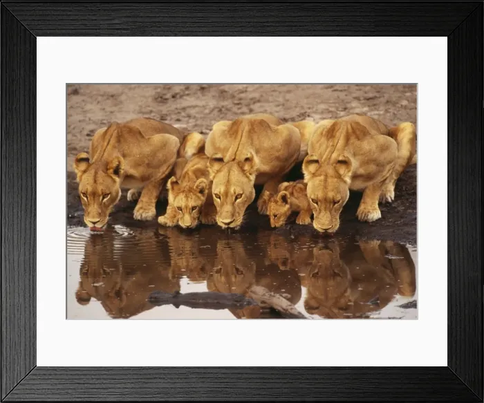 Framed Print : Lions - Lioness x3 with cubs drinking. Botswana Africa Framed Print : Lions - Lioness x3 with cubs drinking. Botswana Africa