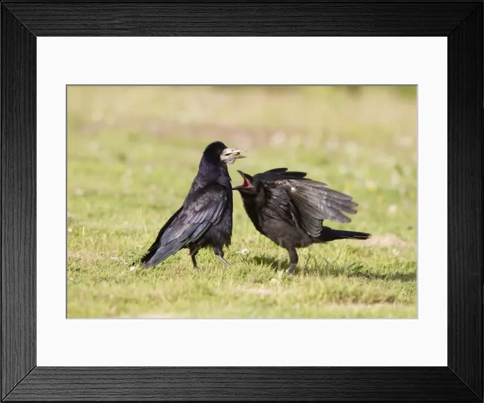 Framed Print : Rook - young pestering adult for food - Cornwall - UK Framed Print : Rook - young pestering adult for food - Cornwall - UK