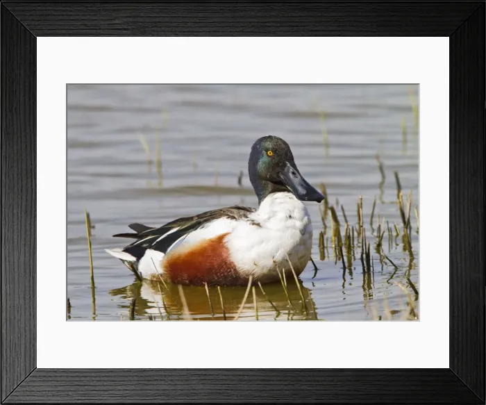 Framed Print : Shoveller - male feeding - Norfolk UK 9752 Framed Print : Shoveller - male feeding - Norfolk UK 9752