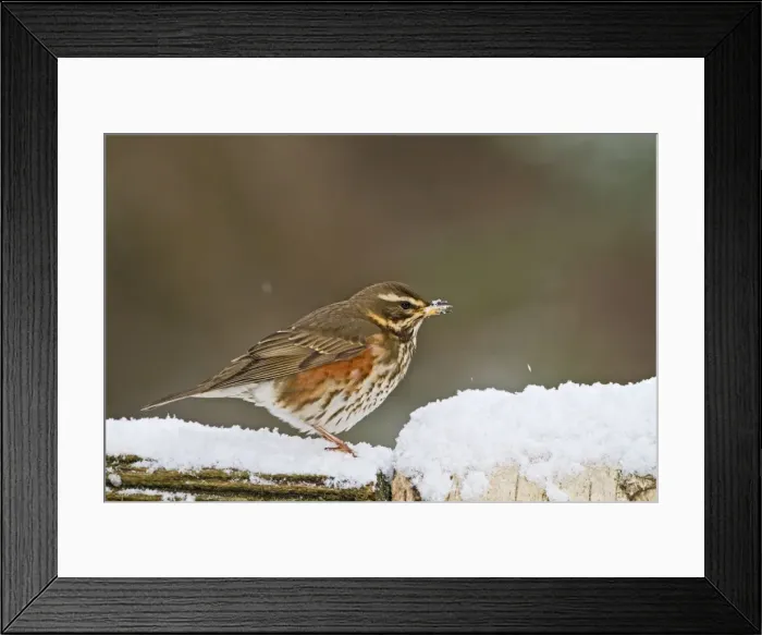 Framed Print : Redwing - on fence in snow - Bedfordshire UK 8837 Framed Print : Redwing - on fence in snow - Bedfordshire UK 8837