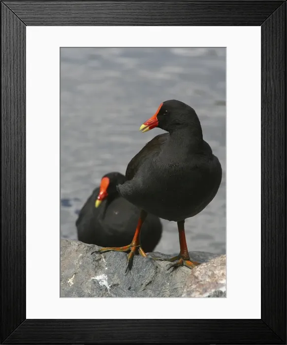 Framed Print : Dusky Moorhen - bonded pair of Dusky Moorhens relax together after feeding. Mt Coot-tha Botanical Gardens, Brisbane, Queensland, Australia Framed Print : Dusky Moorhen - bonded pair of Dusky Moorhens relax together after feeding. Mt Coot-tha Botanical Gardens, Brisbane, Queensland, Australia