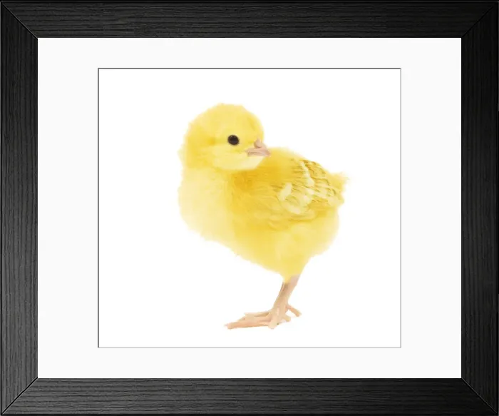 Framed Print : Chicken - chick in studio Framed Print : Chicken - chick in studio