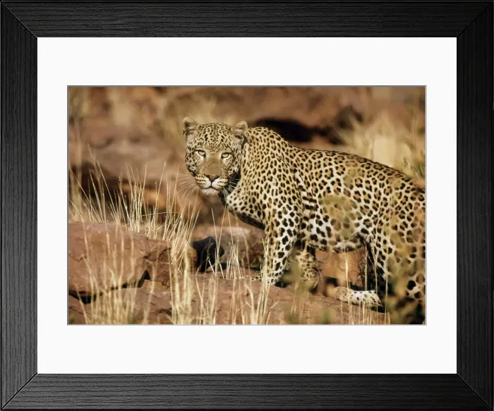 Framed Print : Leopards - Namibia Framed Print : Leopards - Namibia