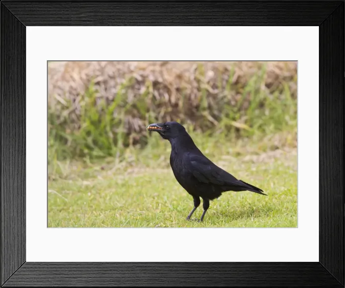 Framed Print : Carrion Crow - in meadow with food in mouth - Bedfordshire UK 11704 Framed Print : Carrion Crow - in meadow with food in mouth - Bedfordshire UK 11704