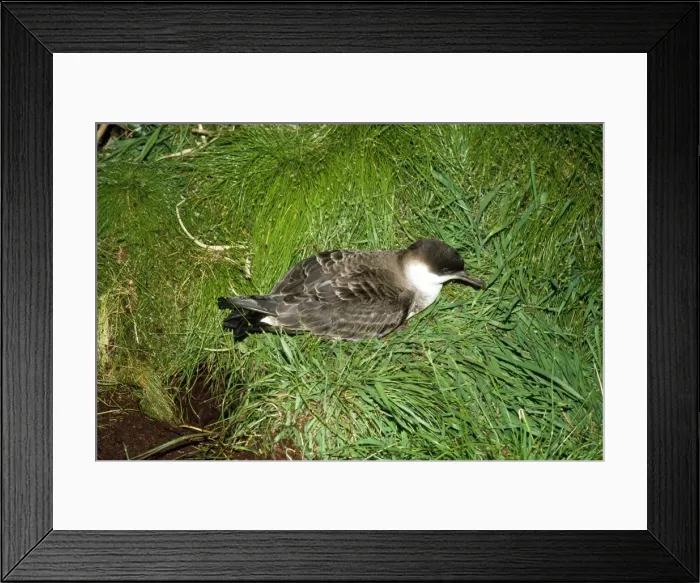Framed Print : Great Shearwater - Gough Island Framed Print : Great Shearwater - Gough Island