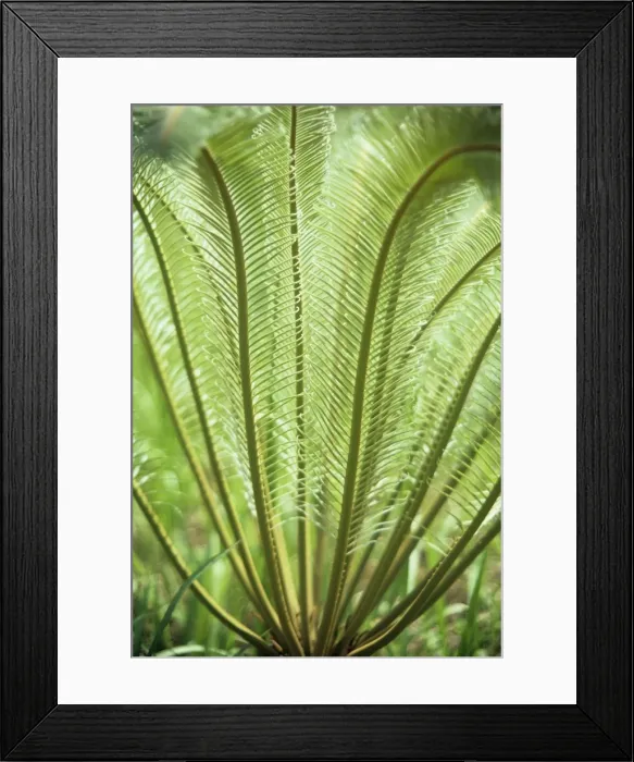 Framed Print : Cycad - fronds Framed Print : Cycad - fronds
