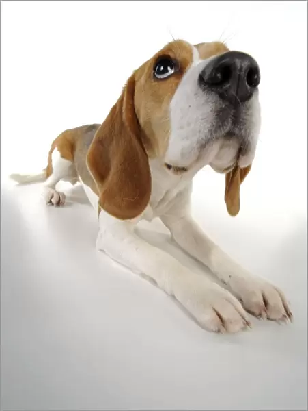 Dog - Beagle - lying down