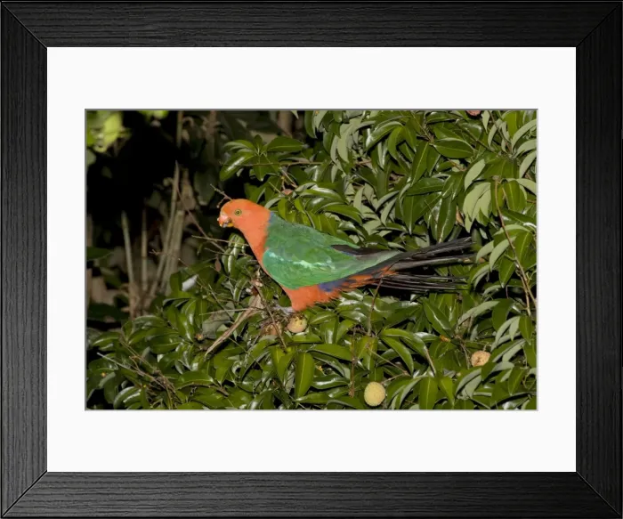 Framed Print : Australian King Parrot - male - feeds on fruit of a Lychee Tree (Sapindaceae: Litchi chinensis) in a suburban orchard. 45cm. woodlands of eastern Australia Framed Print : Australian King Parrot - male - feeds on fruit of a Lychee Tree (Sapindaceae: Litchi chinensis) in a suburban orchard. 45cm. woodlands of eastern Australia