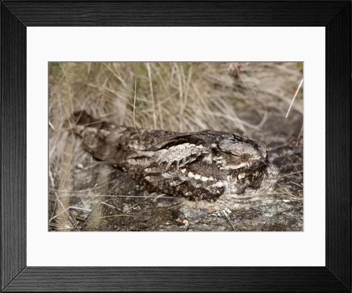 Framed Print : Nightjar - on the ground Framed Print : Nightjar - on the ground