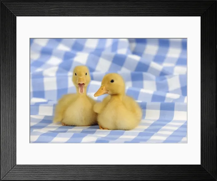 Framed Print : DUCK. Ducklings sitting together Framed Print : DUCK. Ducklings sitting together