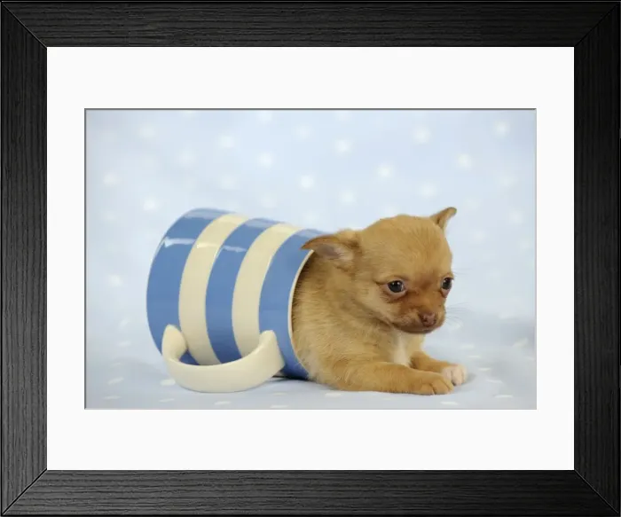 Framed Print : DOG. Chihuahua puppy laying in jug Framed Print : DOG. Chihuahua puppy laying in jug