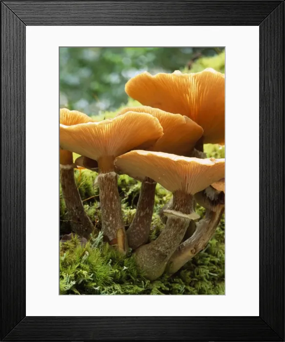 Framed Print : Honey Boot Lace Fungus - found at the base of living & dead trees New Forest Hampshire UK