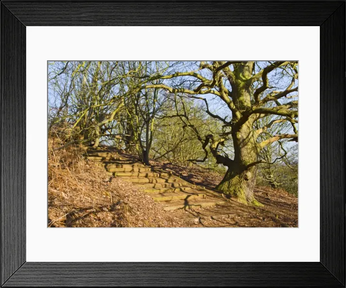 Framed Print : Woodland walk - The Lodge RSPB Nature Reserve - Sandy - Bedfordshire - UK Framed Print : Woodland walk - The Lodge RSPB Nature Reserve - Sandy - Bedfordshire - UK