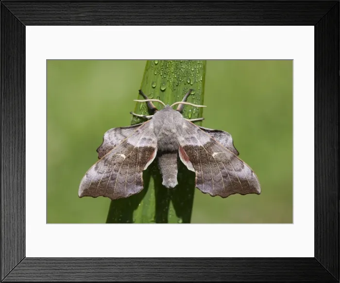 Framed Print : Poplar Hawkmoth - Cornwall - UK Framed Print : Poplar Hawkmoth - Cornwall - UK