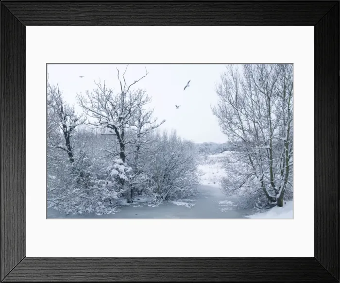 Framed Print : Snowy scene - Gulls and frozen pond - Oxfordshire - England Framed Print : Snowy scene - Gulls and frozen pond - Oxfordshire - England