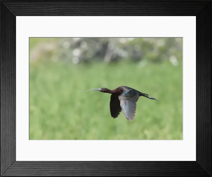 Framed Print : Glossy Ibis - single adult in flight - Southern Spain Framed Print : Glossy Ibis - single adult in flight - Southern Spain