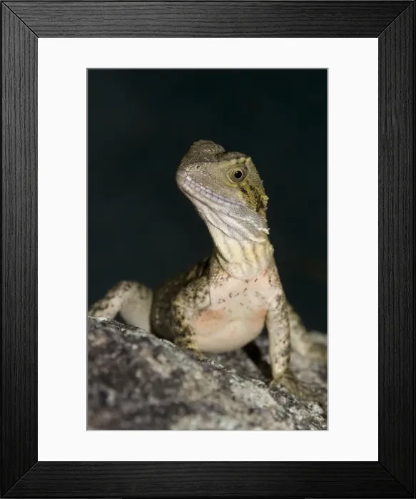 Framed Print : Eastern Water Dragon - juvenile about 18 months old, searching for food. Mature animals reach ~ one metre in length. Brisbane, Queensland, Australia Framed Print : Eastern Water Dragon - juvenile about 18 months old, searching for food. Mature animals reach ~ one metre in length. Brisbane, Queensland, Australia