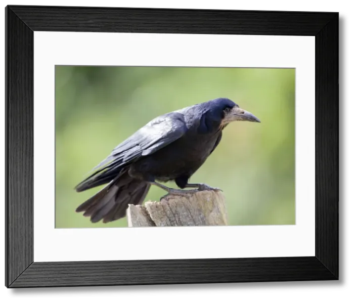 Framed Print : Rook - Cornwall - UK