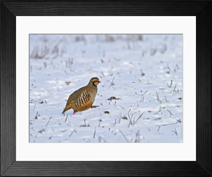 Framed Print : Red legged Partridge - running in snow - Bedfordshire UK 8928 Framed Print : Red legged Partridge - running in snow - Bedfordshire UK 8928