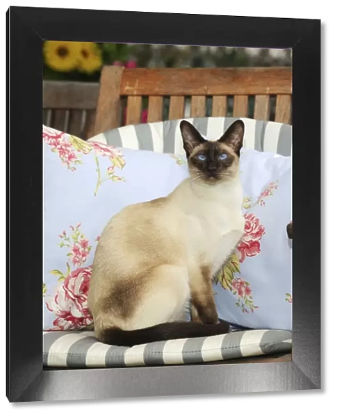 CAT. Chocolate point siamese cat sitting on a garden chair