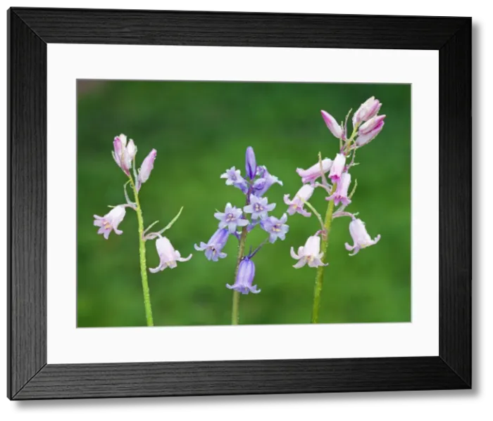 Framed Print : Spanish Bluebell AL 2660 Hyacinthoides hispanica © Ake Lindau / ARDEA LONDON Framed Print : Spanish Bluebell AL 2660 Hyacinthoides hispanica © Ake Lindau / ARDEA LONDON