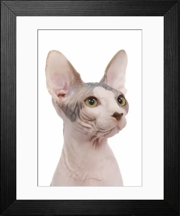 Framed Print : Cat - Sphinx in studio Framed Print : Cat - Sphinx in studio