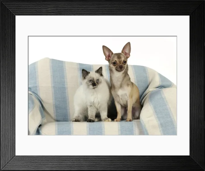 Framed Print : DOG & KITTEN. Chihuahua and kitten sitting together Framed Print : DOG & KITTEN. Chihuahua and kitten sitting together