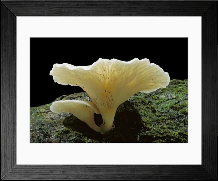 Framed Print : Ghost Fungus - Glows in the dark (daytime shot), Australia, subtropical rainforest JPF32387 Framed Print : Ghost Fungus - Glows in the dark (daytime shot), Australia, subtropical rainforest JPF32387