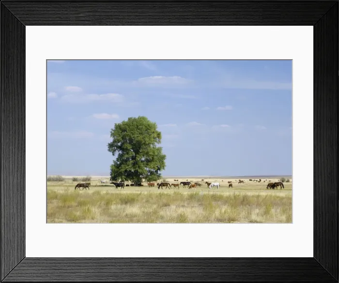 Framed Print : Cattle of Russian farmers grazes in steppe near Russia-Kazakhstan border, typical scene in steppes SE of Orenburg city, South Russia; midsummer. (The land is state-owned). Ur39. 4564 Framed Print : Cattle of Russian farmers grazes in steppe near Russia-Kazakhstan border, typical scene in steppes SE of Orenburg city, South Russia; midsummer. (The land is state-owned). Ur39. 4564