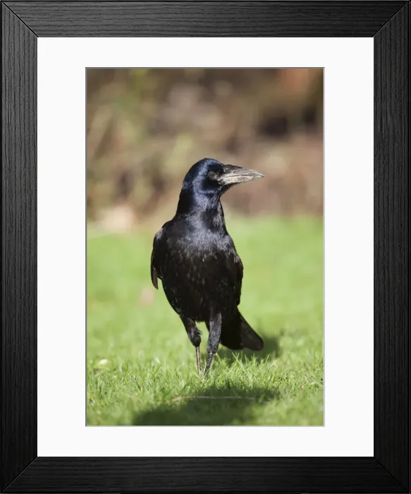 Framed Print : Rook - Cornwall - UK Framed Print : Rook - Cornwall - UK