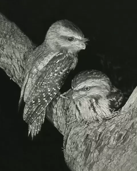 Tawny Frogmouths - pair at their nest in a Jarrah Tree in south-western Australia. This pair nested on exactly the same site in successive years, 1957 and 1958. The nest was about 10m above ground level