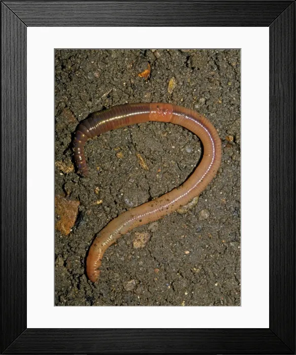 Framed Print : Earthworm. AL-2514. EARTHWORM. Lumbricus terrestris