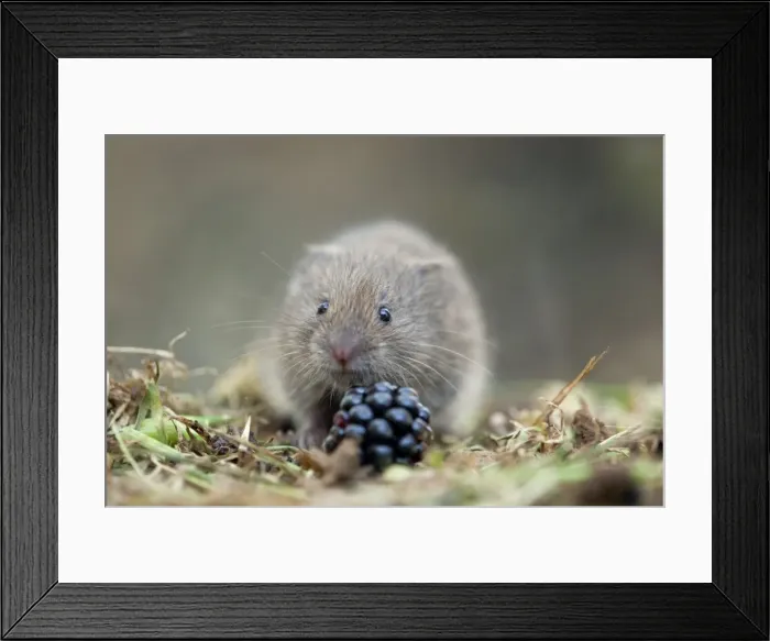 Framed Print : Field Vole - with blackberry - Cornwall - UK Framed Print : Field Vole - with blackberry - Cornwall - UK