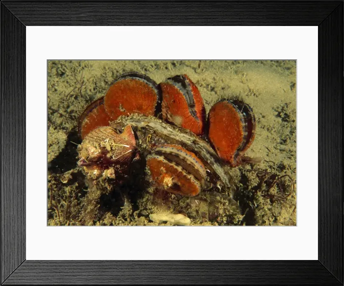 Framed Print : Doughboy scallop - and King scallop Pecten miridionalis (Pectinidae), Booderee National Park, Jervis Bay Territory, Australia SND00573 Framed Print : Doughboy scallop - and King scallop Pecten miridionalis (Pectinidae), Booderee National Park, Jervis Bay Territory, Australia SND00573