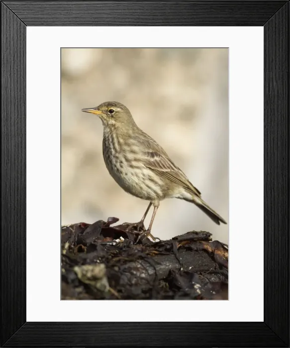 Framed Print : Rock Pipit - coast - Cornwall - UK Framed Print : Rock Pipit - coast - Cornwall - UK