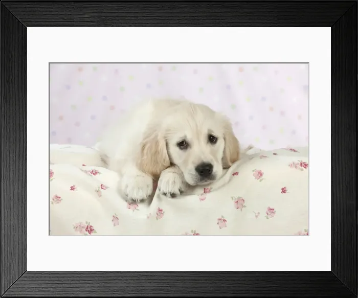 Framed Print : Dog - Golden Retriever - puppy lying down on bed Framed Print : Dog - Golden Retriever - puppy lying down on bed