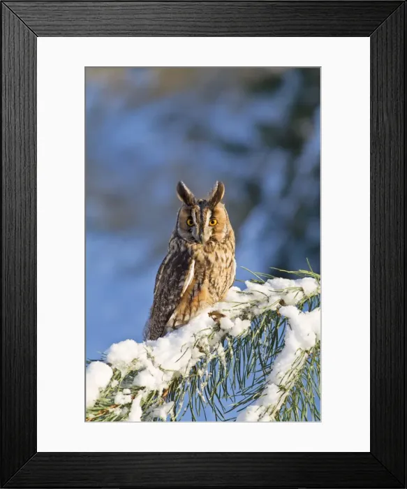 Framed Print : Long eared Owl - on fir tree in snow - controlled conditions 8698 Framed Print : Long eared Owl - on fir tree in snow - controlled conditions 8698