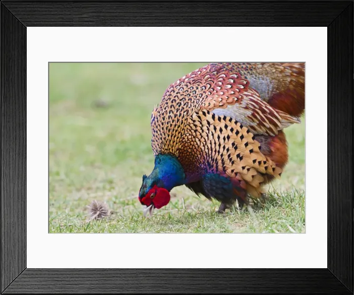 Framed Print : Pheasant - male feeding in meadow - Bedfordshire UK 11457 Framed Print : Pheasant - male feeding in meadow - Bedfordshire UK 11457
