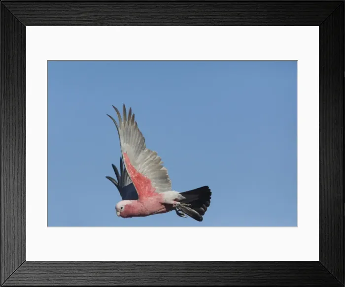 Framed Print : Galah - in flight - Nyinmy Aboriginal Outstation - far central east of Western Australia Framed Print : Galah - in flight - Nyinmy Aboriginal Outstation - far central east of Western Australia
