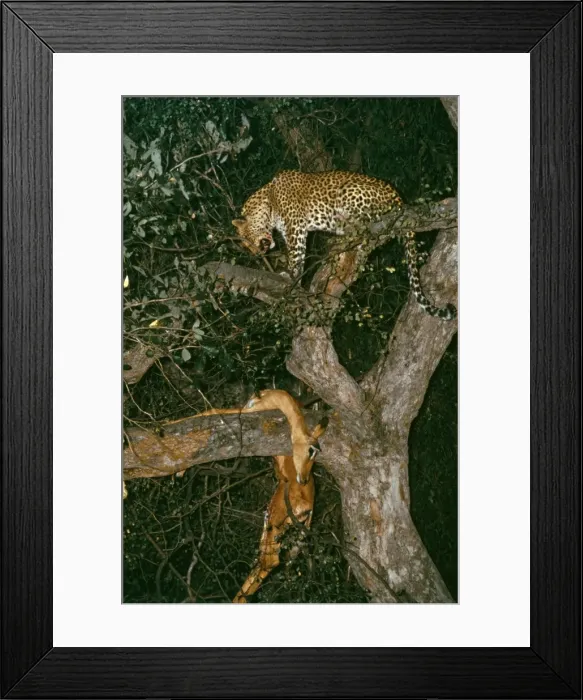 Framed Print : Leopard - in tree with Impala kill - stored high in trees away from competing predators like lions and hyenas - Okavango Delta - Botswana Framed Print : Leopard - in tree with Impala kill - stored high in trees away from competing predators like lions and hyenas - Okavango Delta - Botswana