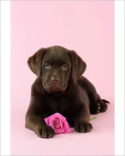 DOG. Chocolate Labrador puppy laying down with rose