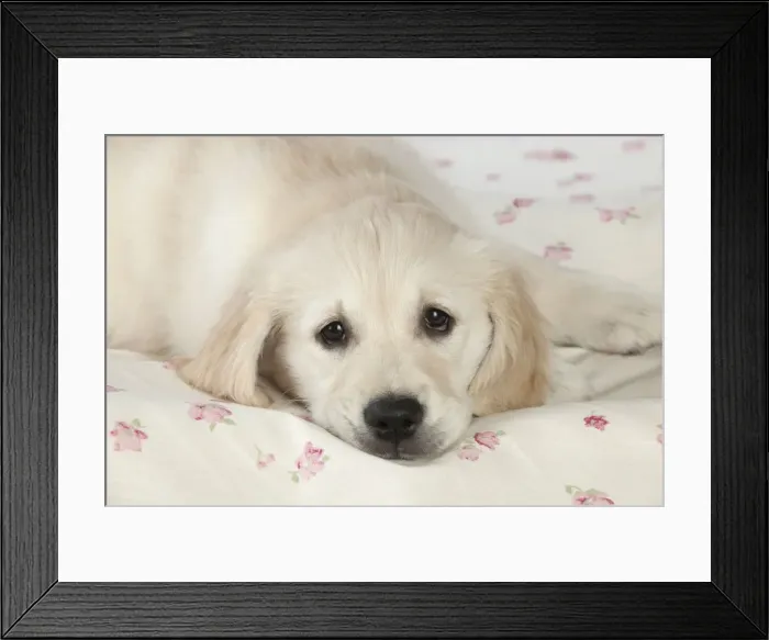 Framed Print : Dog - Golden Retriever - puppy lying down on bed Framed Print : Dog - Golden Retriever - puppy lying down on bed