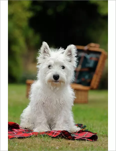 DOG. West highland white terrier puppy sitting with picnic basket on tartan blanket