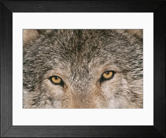 Framed Print : Grey Wolf CLA 2 Close up of eyes Canis lupus © Mary Clay / ARDEA LONDON Framed Print : Grey Wolf CLA 2 Close up of eyes Canis lupus © Mary Clay / ARDEA LONDON