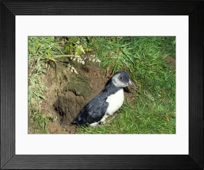 Framed Print : Puffin - young about to fledge Framed Print : Puffin - young about to fledge