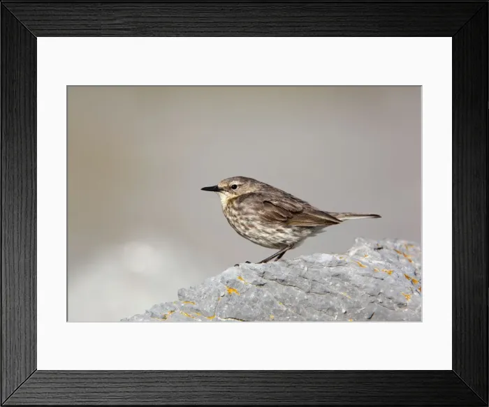 Framed Print : Rock Pipit - Cornwall - UK Framed Print : Rock Pipit - Cornwall - UK