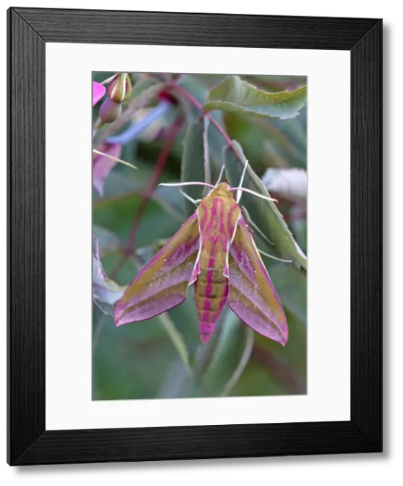 Framed Print : Elephant Hawkmoth - Lincolnshire - England Framed Print : Elephant Hawkmoth - Lincolnshire - England