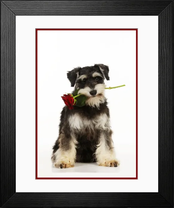 Framed Print : DOG. Schnauzer holding rose added border colour Framed Print : DOG. Schnauzer holding rose added border colour