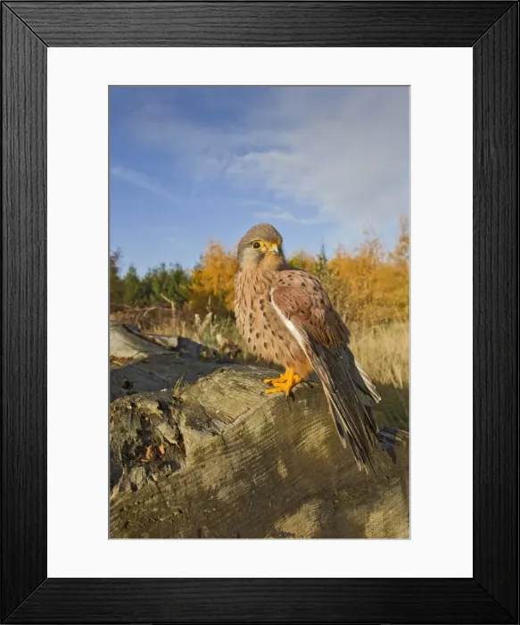 Framed Print : Kestrel - male on log - controlled conditions 11665 Framed Print : Kestrel - male on log - controlled conditions 11665
