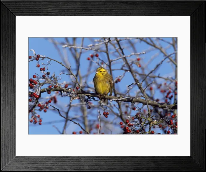 Framed Print : Yellow-breasted Bunting Framed Print : Yellow-breasted Bunting